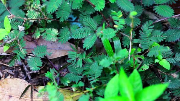 Blyg växt: mimosa pudica. — Stockvideo