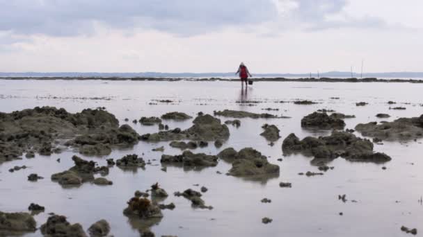 Austern sammeln bei Ebbe — Stockvideo