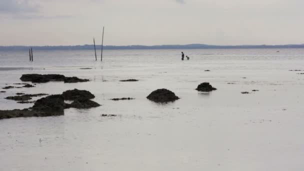 Gathering oyster during low tide — Stock Video