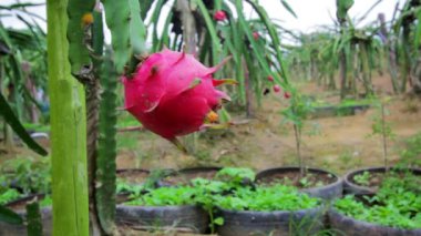 egzotik dragon meyve bahçesi