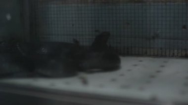 Yılan kanı şarap dükkanı, jakarta, Endonezya