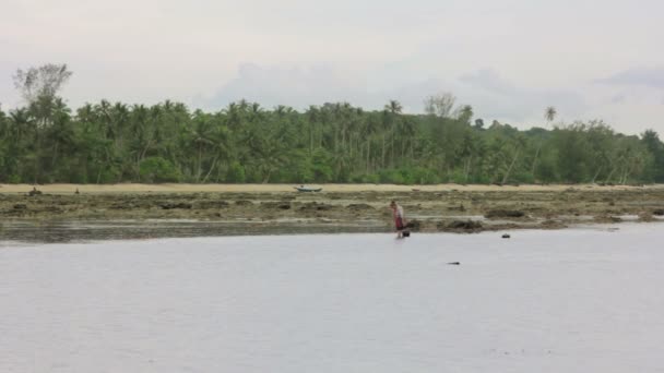 Gathering oyster during low tide — Stock Video