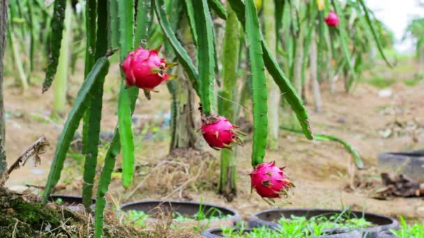 Exotische dragon fruit tuin — Stockvideo