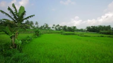 beautifful pirinç tarlaları Bali