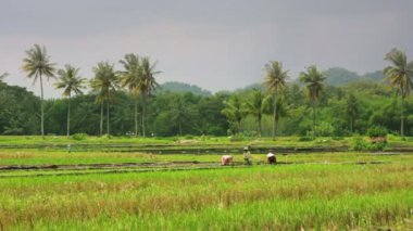 tarım işçileri pirinç alan Bali üzerinde