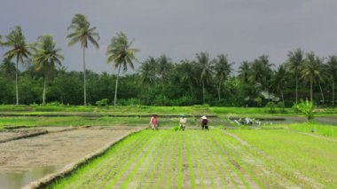 tarım işçileri pirinç alan Bali üzerinde
