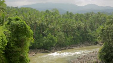 palm ağaçlar ve Nehri Endonezya egzotik orman