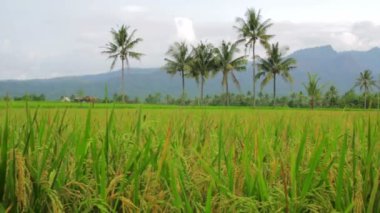 beautifful pirinç tarlaları Bali