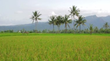 beautifful pirinç tarlaları Bali
