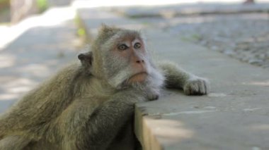 maymun düşünme uluwatu Tapınağı, bali