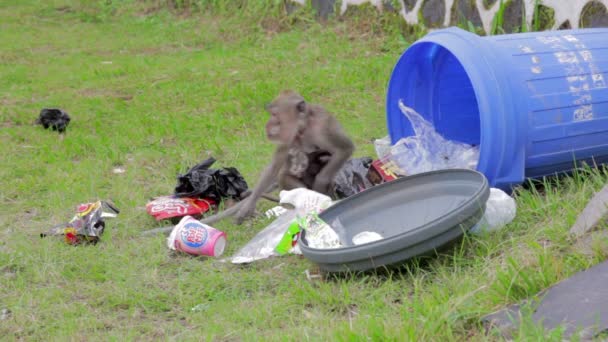 Monkeys eating from garbage — Stock Video