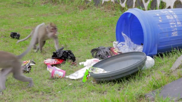 Обезьяны едят из мусора — стоковое видео
