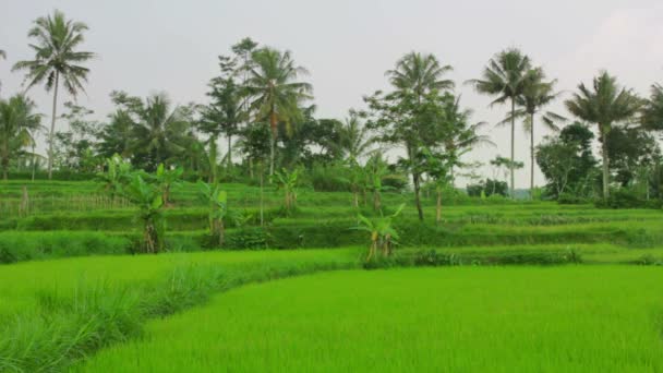 Belos campos de arroz em bali — Vídeo de Stock