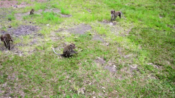 Monos comiendo comida — Vídeo de stock