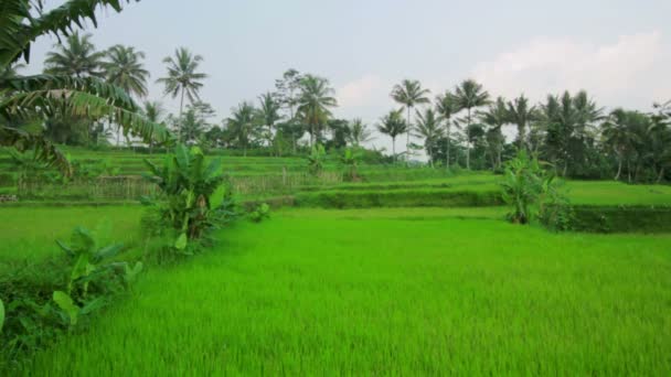 Hermosos campos de arroz en Bali — Vídeo de stock