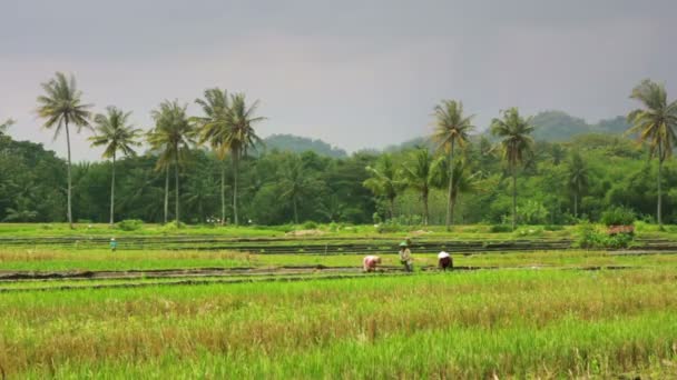 Сільськогосподарські працівники на рисовому полі в Балі — стокове відео