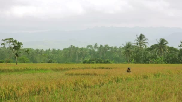 Agriculture workers on rice field in bali — Stock Video