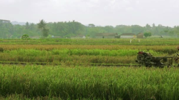 Trabalhadores agrícolas no campo de arroz em bali — Vídeo de Stock