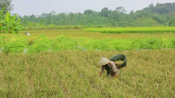 Jordbruk arbetstagare på risfält i bali — Stockvideo