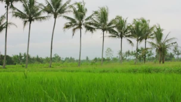 Közel van a tengerhez rizsföldek, Bali — Stock videók