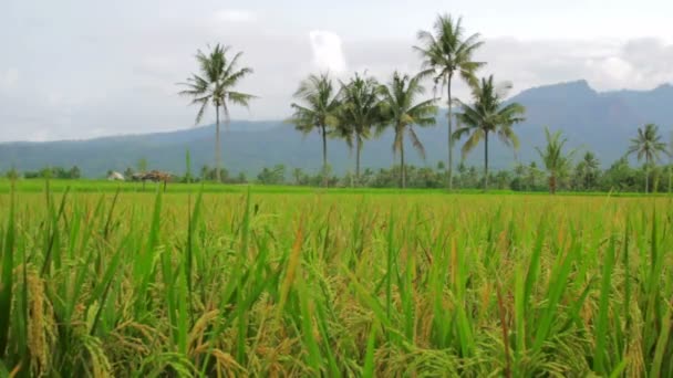 Beautifful rýžová pole v bali — Stock video