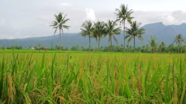 Beautifful pól ryżowych w bali — Wideo stockowe