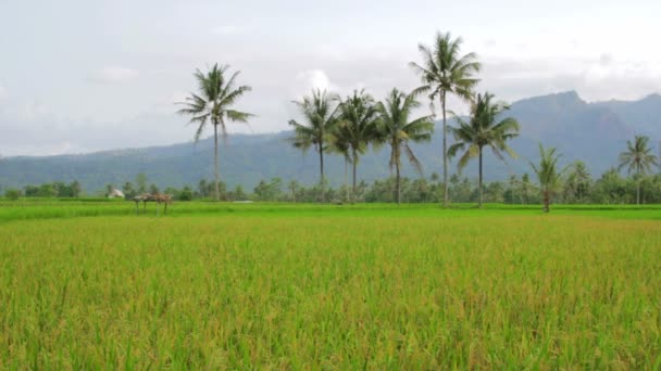 Beautifful rizières à Bali 