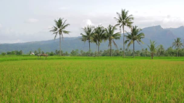 Beautifful pól ryżowych w bali — Wideo stockowe