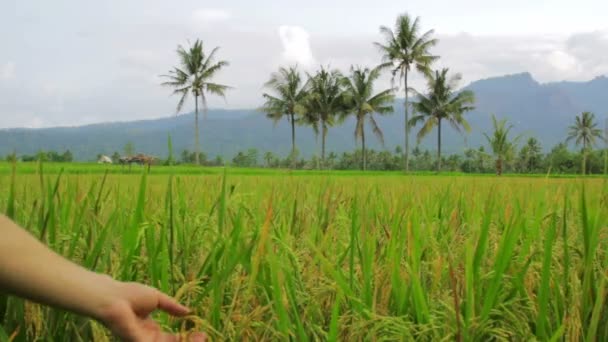 Beautifful pól ryżowych w bali — Wideo stockowe