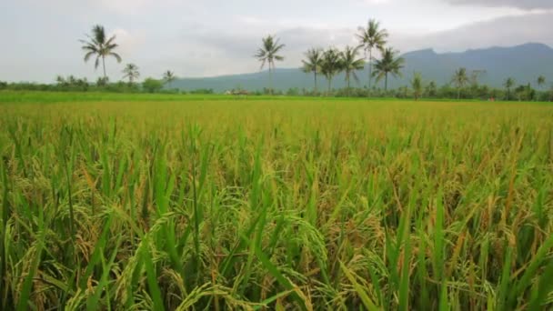 Beautifful rizières à Bali 