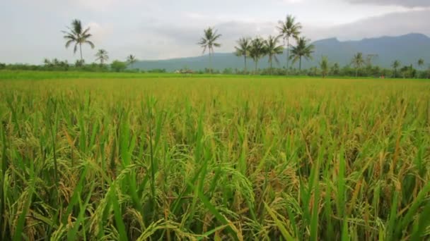 Közel van a tengerhez rizsföldek, Bali — Stock videók