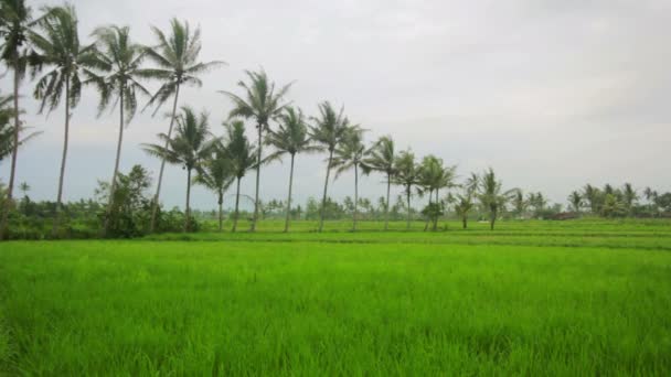 Közel van a tengerhez rizsföldek, Bali — Stock videók
