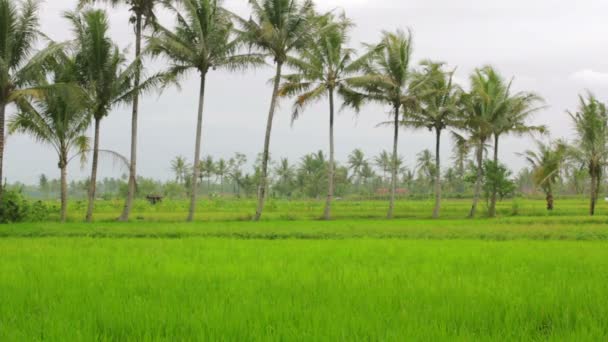 Красивые рисовые поля на Бали — стоковое видео