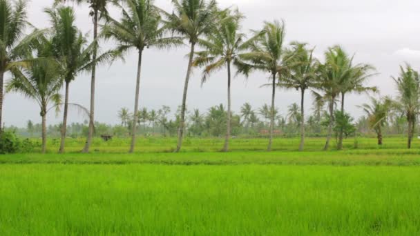 Hermosos campos de arroz en Bali — Vídeo de stock