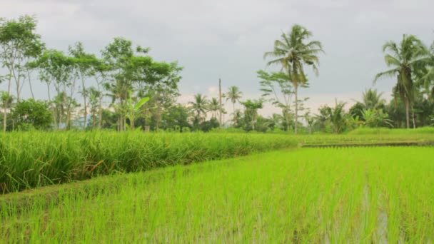 Beautifful pól ryżowych w bali — Wideo stockowe