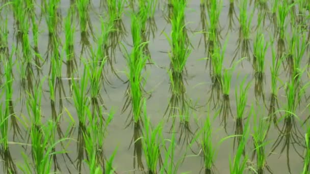 Hermosos campos de arroz en Bali — Vídeos de Stock