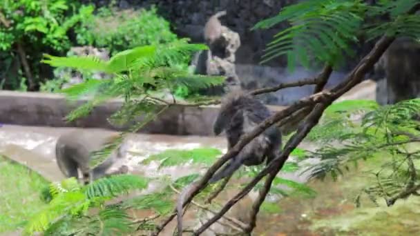 Scimmie nel tempio di uluwatu, bali — Video Stock