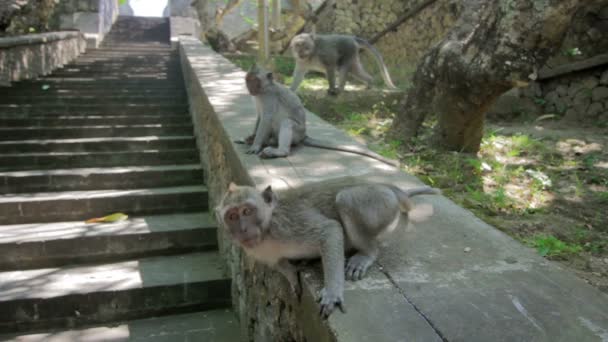 Scimmie nel tempio di uluwatu, bali — Video Stock