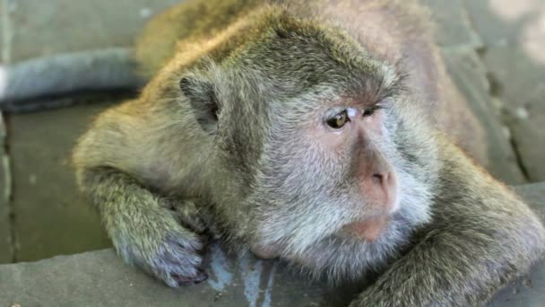 Monkey tänkande i uluwatu temple, bali — Stockvideo