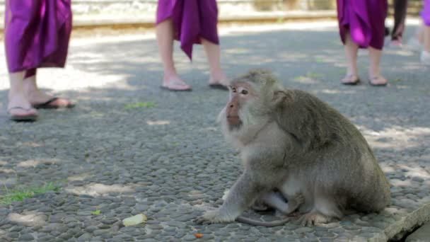 Scimmie nel tempio di uluwatu, bali — Video Stock