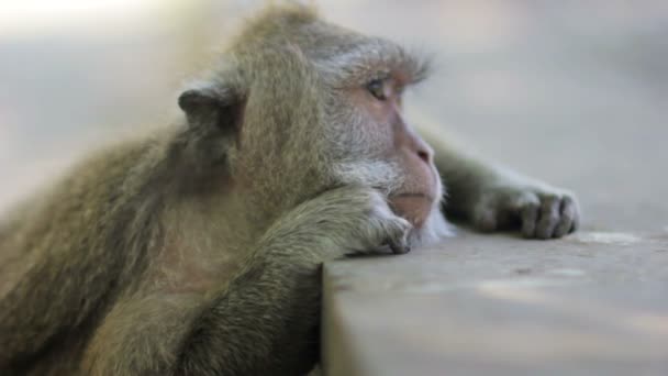 Singe pensant dans le temple uluwatu, bali — Video