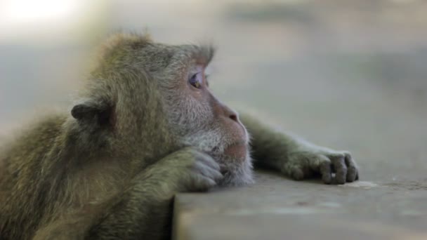 Macaco pensando em templo uluwatu, bali — Vídeo de Stock