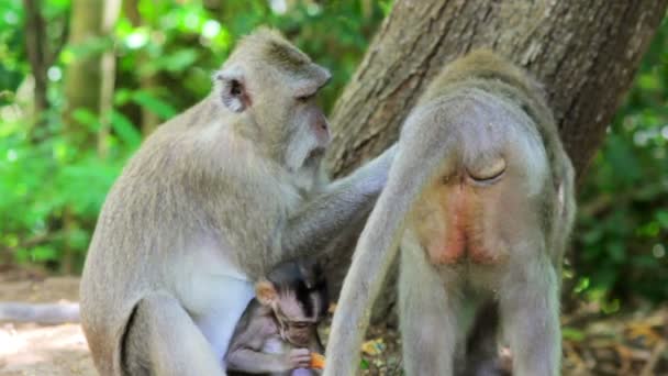 Affenfamilie im uluwatu-Tempel, bali — Stockvideo