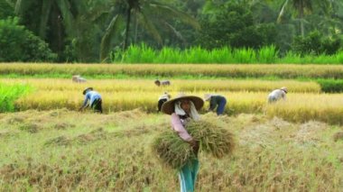 pirinç alan işçilere