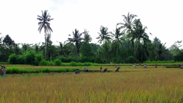 Сільськогосподарські працівники на рисовому полі в Балі — стокове відео