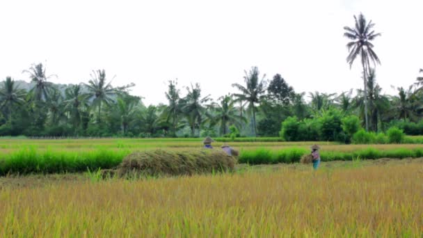 Trabajadores agrícolas en el campo de arroz en Bali — Vídeos de Stock