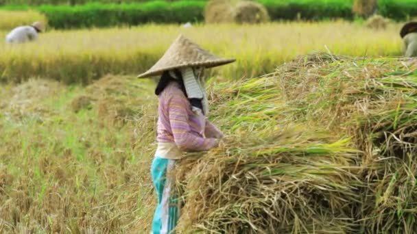 쌀 필드 근로자 — 비디오