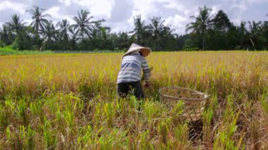 tarım işçileri pirinç alan Bali üzerinde