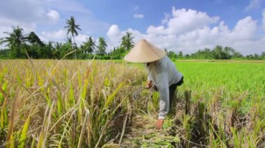 pirinç alan işçilere