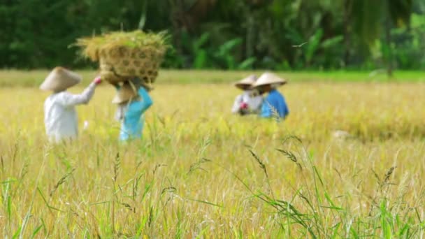 Сельскохозяйственные работники на рисовом поле на Бали — стоковое видео